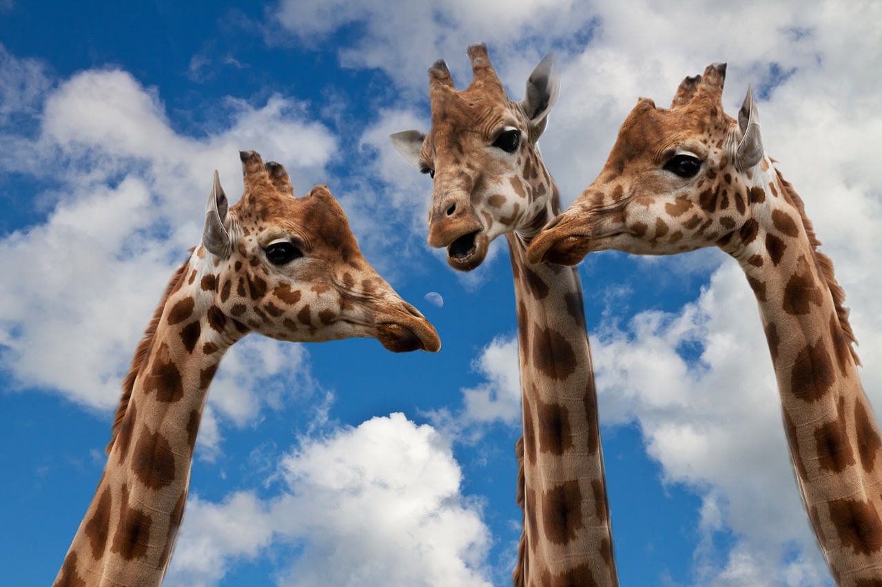 giraffes, entertainment, discussion-627031.jpg